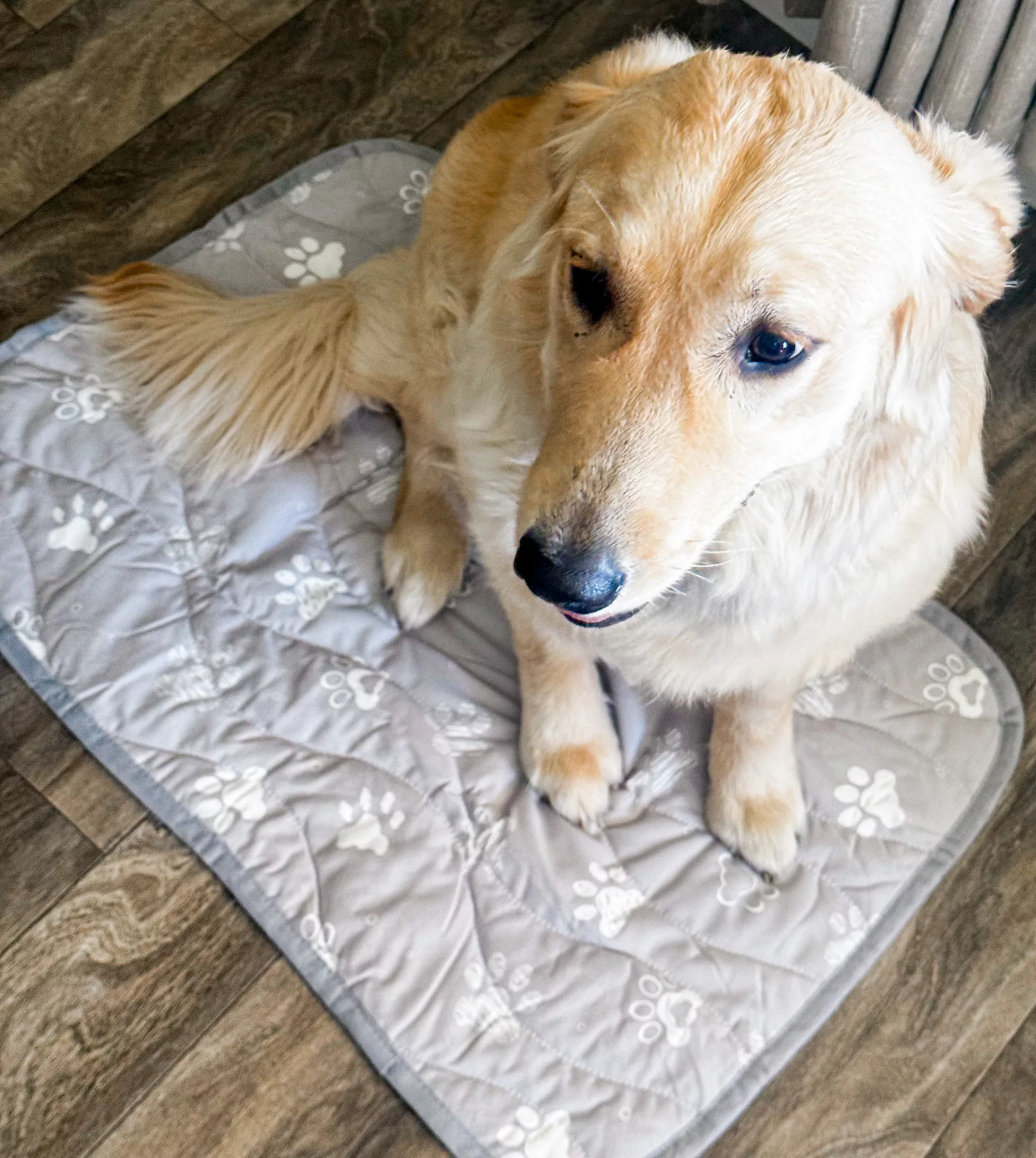 Super-Absorbent Cooling Mat For Dogs Review + Giveaway.