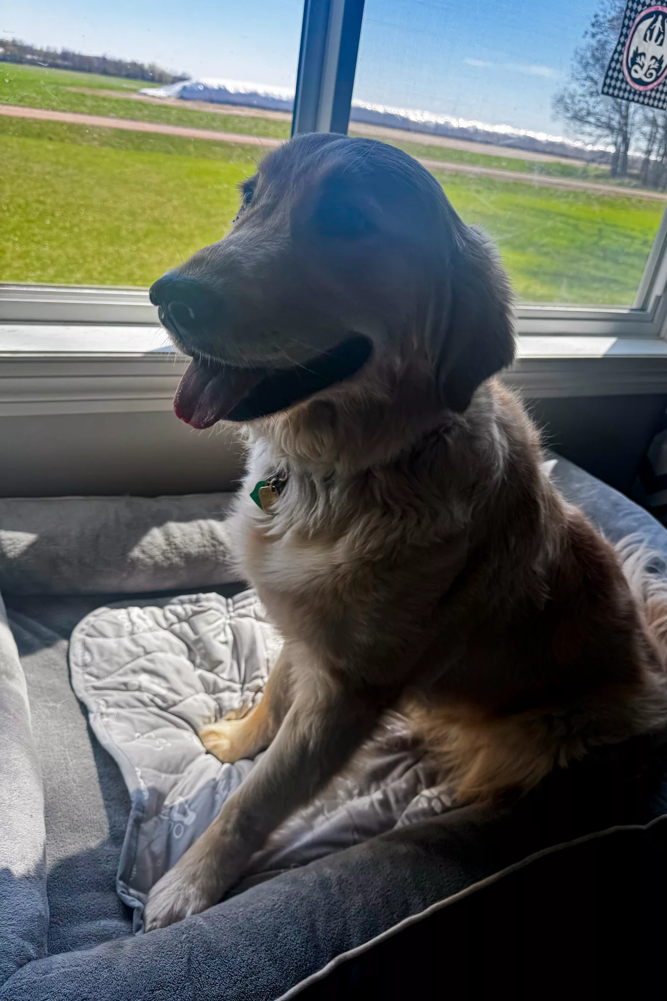 Super-Absorbent Cooling Mat For Dogs Review + Giveaway.