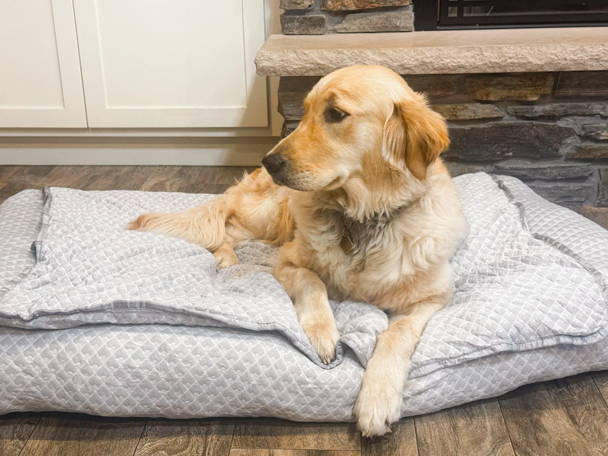 Rywell 3-in-1 Cooling Dog Bed Review & Giveaway.