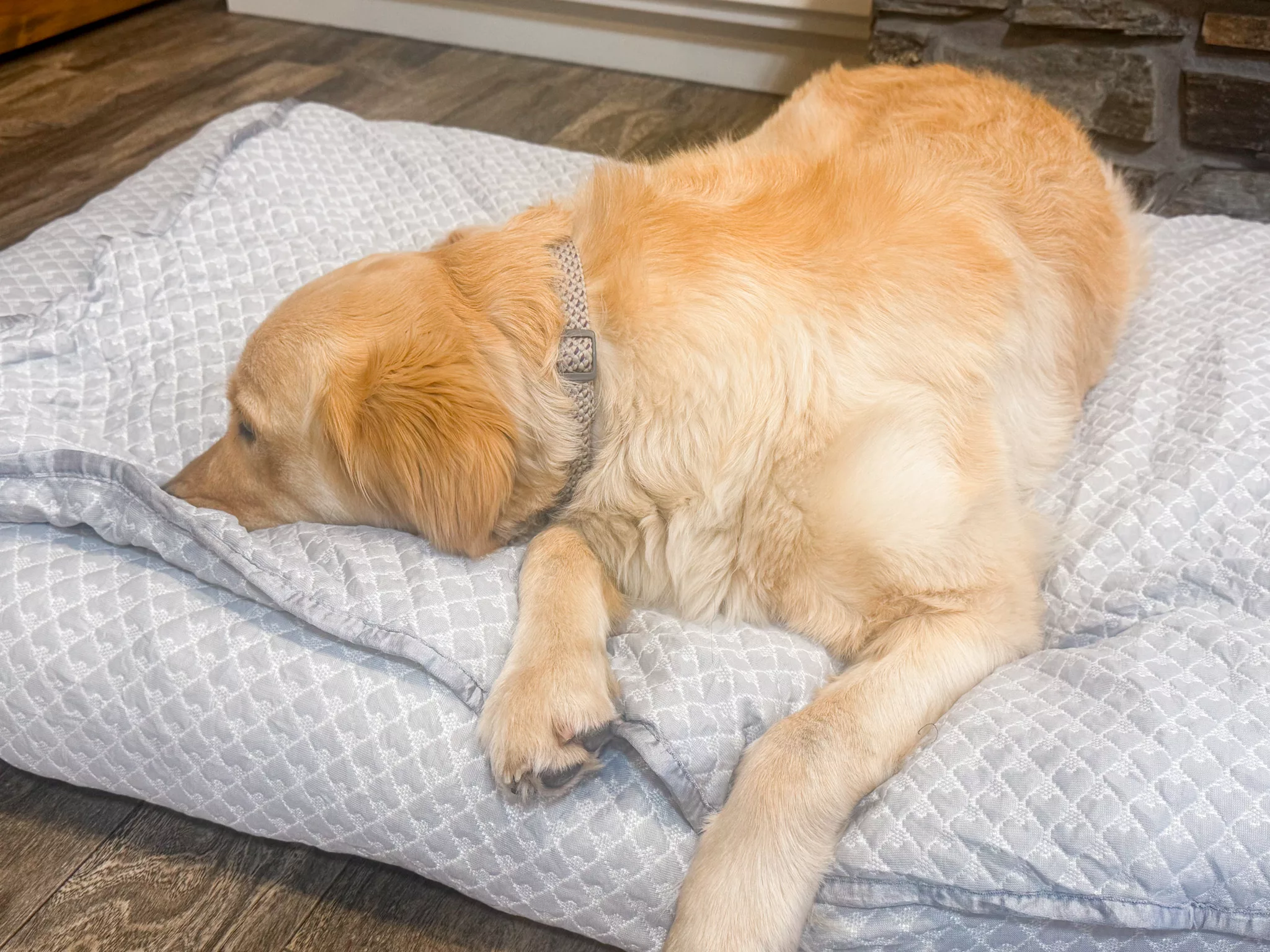 Rywell 3-in-1 Cooling Dog Bed Review & Giveaway.