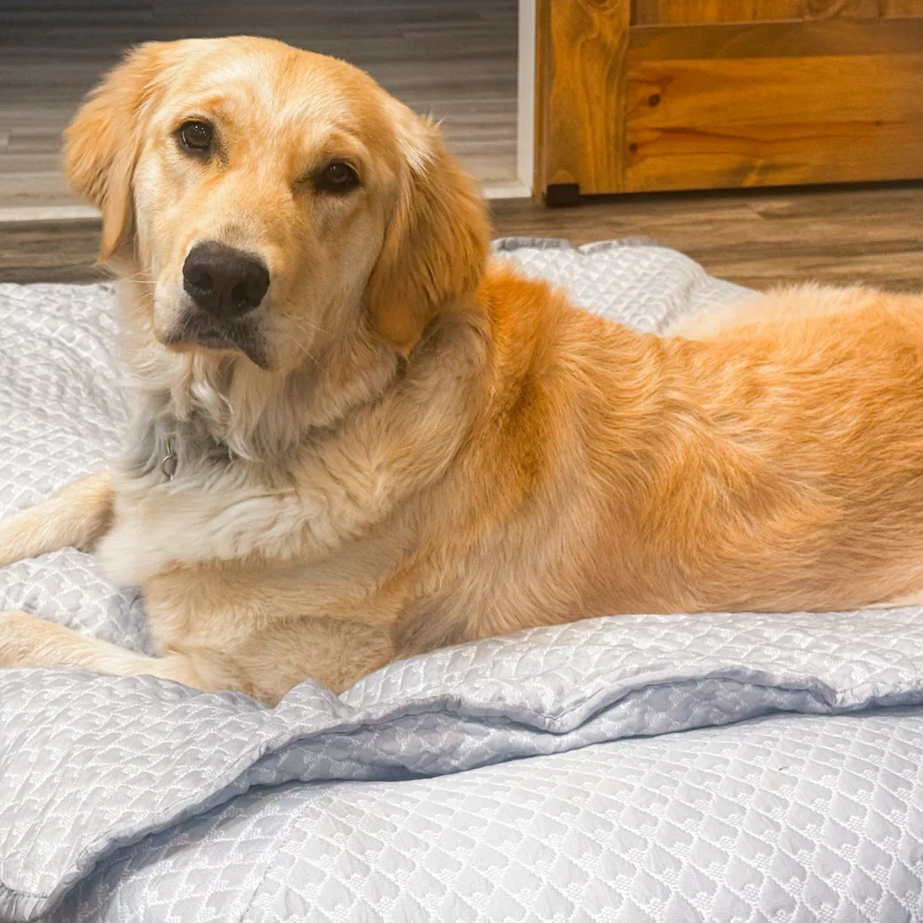Rywell 3-in-1 Cooling Dog Bed Review & Giveaway.