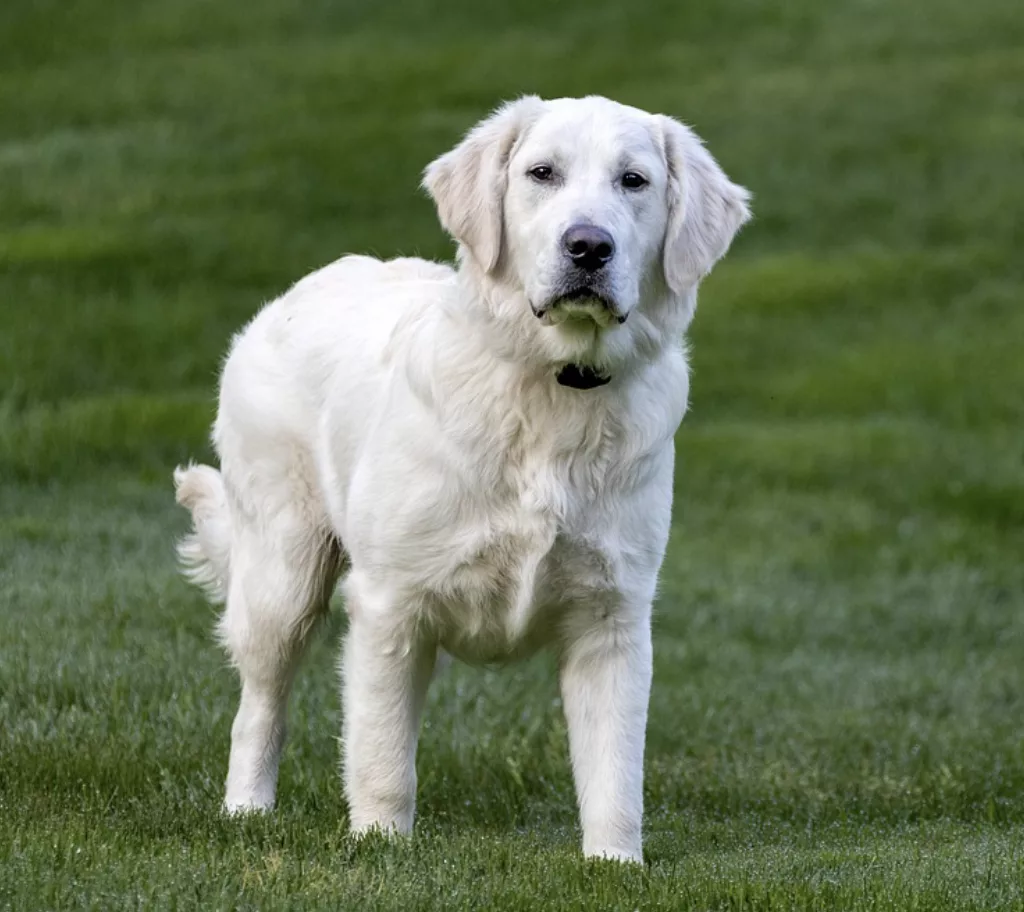 Favorite Dog Products Every Pet Parent Should Try - Gift Guide.