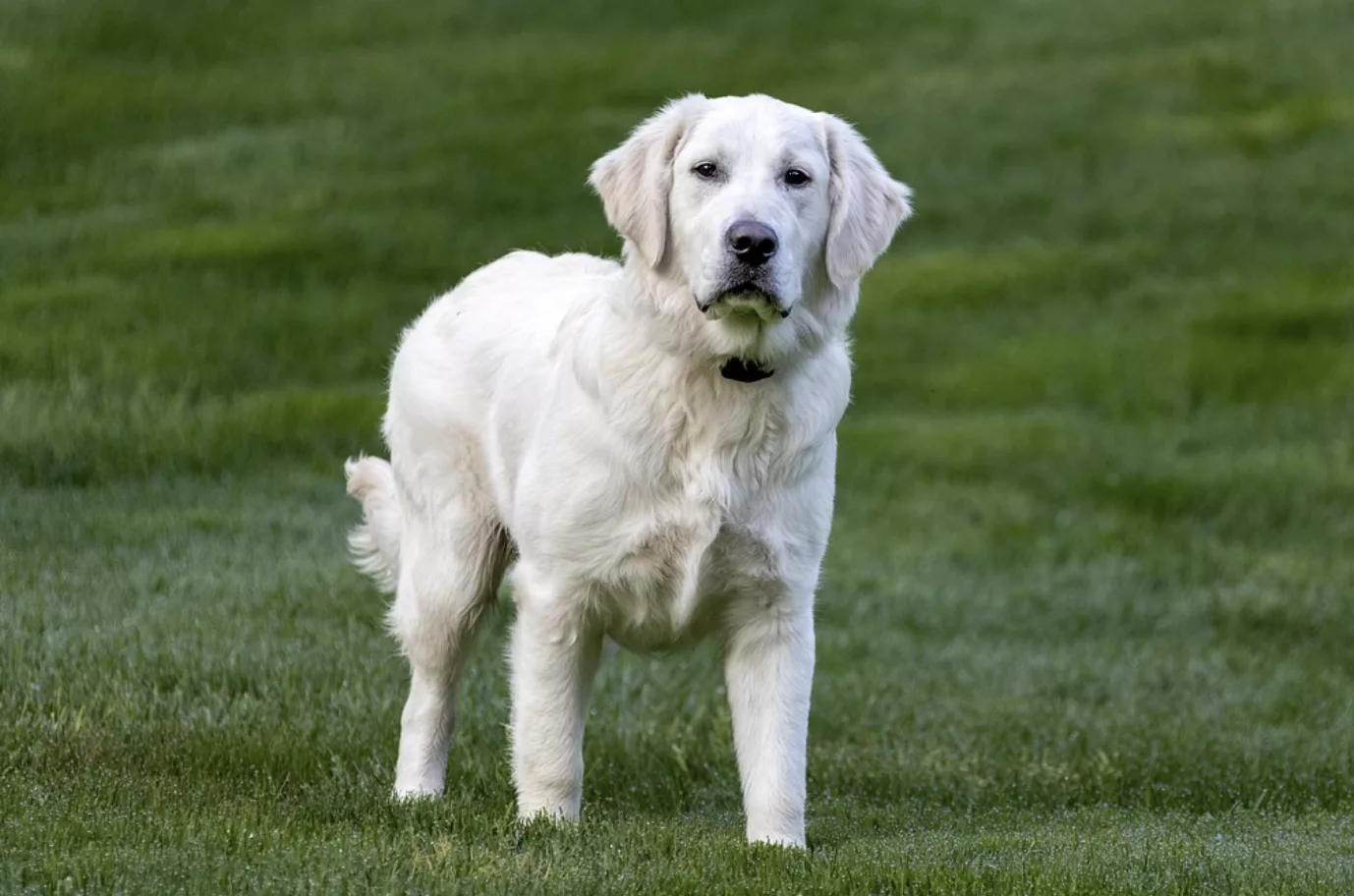 Favorite Dog Products Every Pet Parent Should Try - Gift Guide.