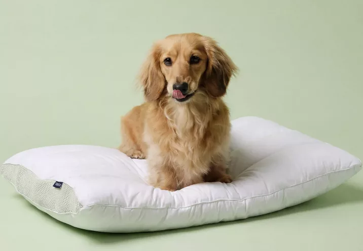 Vesta Sleep LimeZen™ Silk-Filled Thin Pillow.