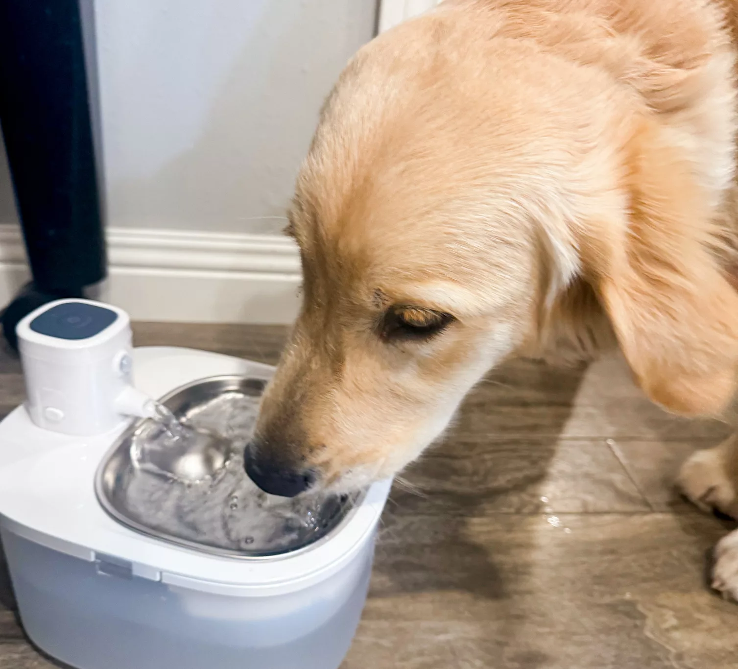 homerunPET Wireless Pet Water Fountain.