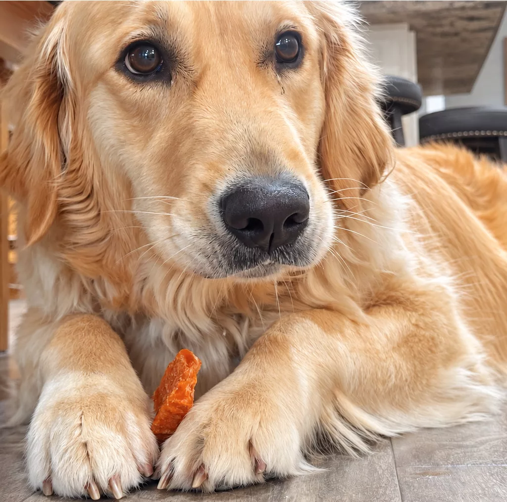 PetYupp Review & Giveaway: Fun Christmas Gifts & Tasty Treats for Dogs.
