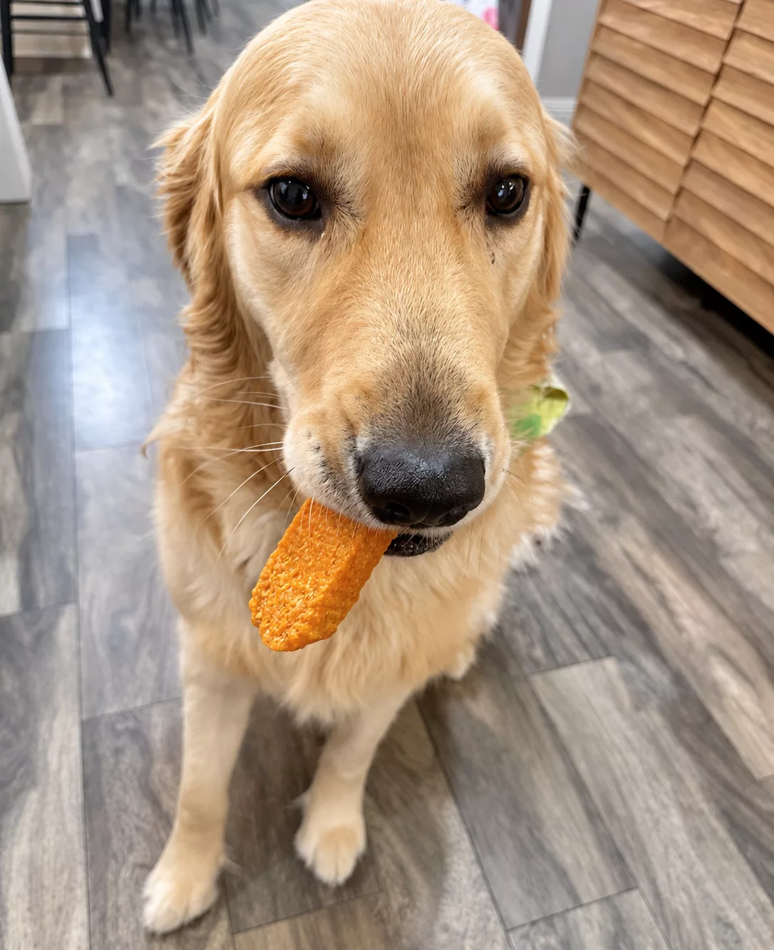 PetYupp Review & Giveaway: Fun Christmas Gifts & Tasty Treats for Dogs.