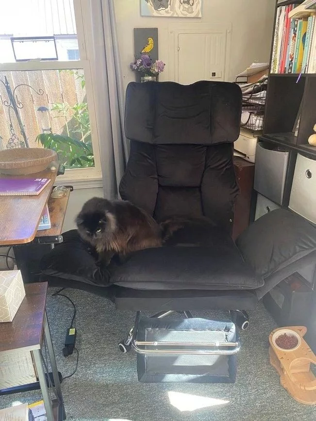 HOMRELEXA office chair review cross legged pet chair